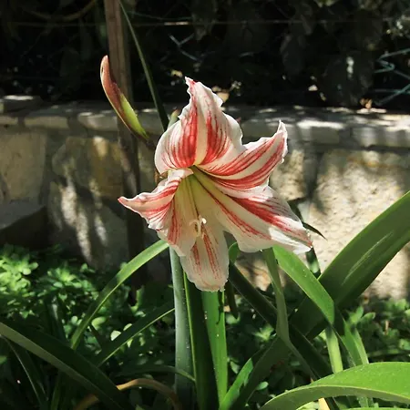 With Parking Space Orebic, Peljesac - 10160