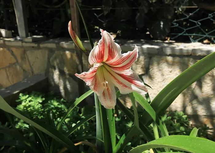 With Parking Space Orebic, Peljesac - 10160